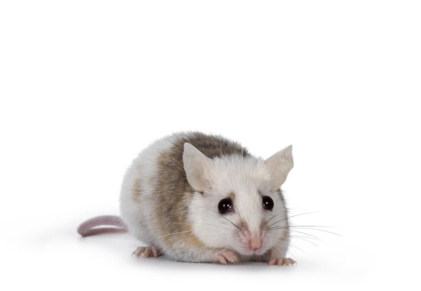 非洲大鼠又名Mastomys Natalensis图片下载