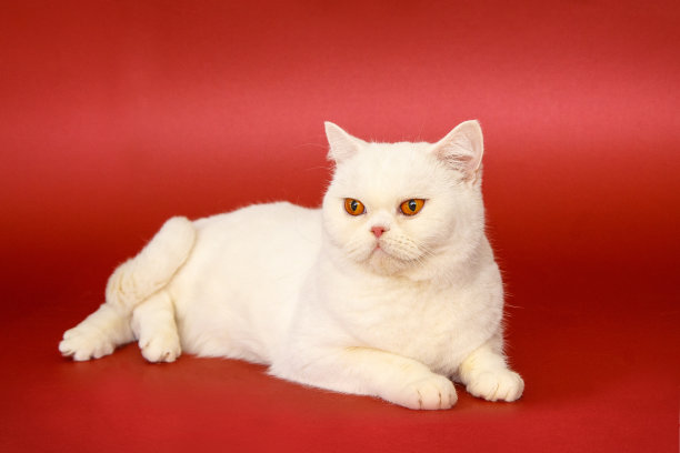 红色背景上漂亮的猫。纯种猫,英国人。图片下载
