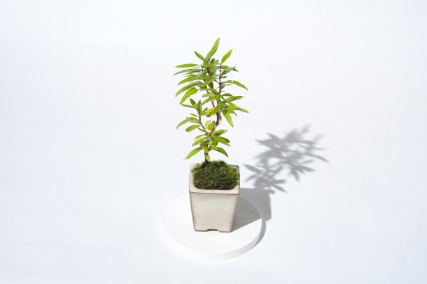 小盆景树。盆栽植物。石榴。图片下载