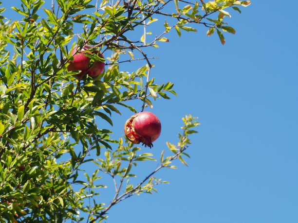 蓝色的天空衬托着成熟的石榴图片下载