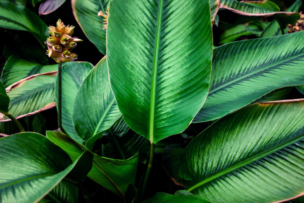 绿叶背景的特写自然视图图片下载