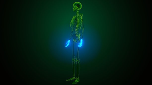 3d渲染人体骨骼手解剖插图图片下载