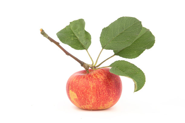 在白色背景上孤立的叶子的苹果果实。图片下载