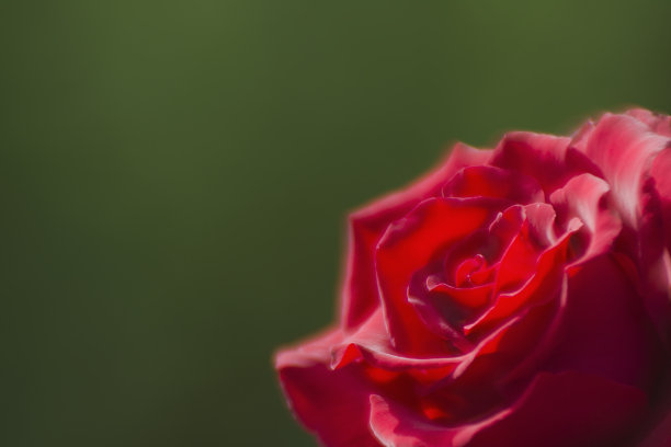 深色背景与玫瑰花特写图片下载