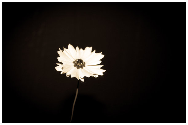 孤独的花朵图片下载