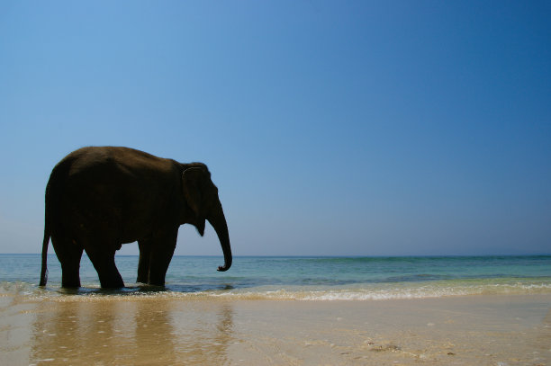 野生的大象。一只野象的剪影在蓝色的海水背景上图片下载