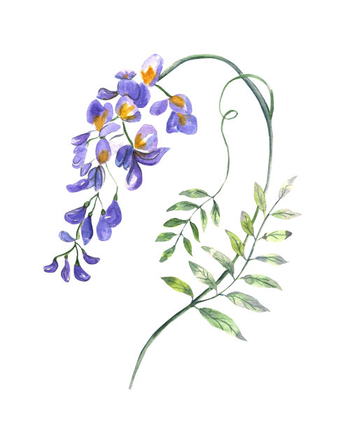 水彩插图。在绿色的叶子上盛开的紫藤。水彩花卉图案的印刷，设计等。图片下载
