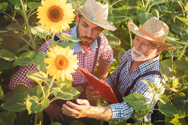 两位农民在田间控制向日葵植株的健康图片下载