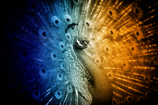 在冷热阴凉处的孔雀肖像图片下载