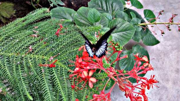 黑蝴蝶在看红花图片下载