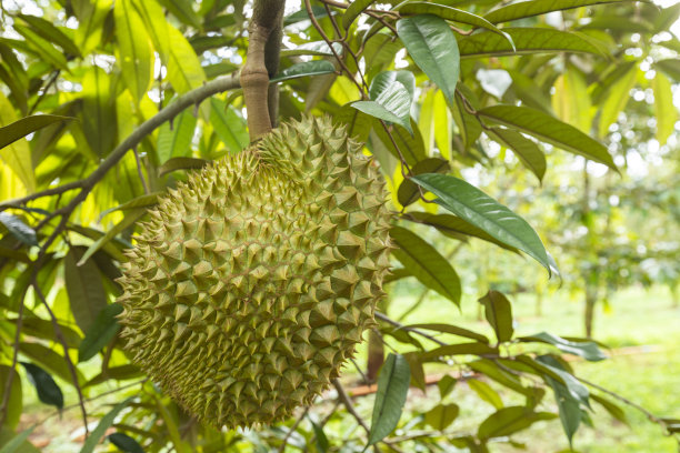 榴莲树上的果实图片下载