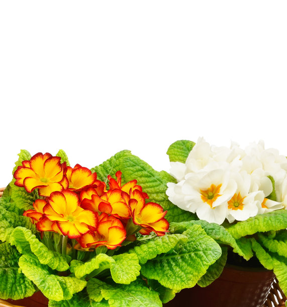 盛开的报春花孤立在白色背景上。图片下载