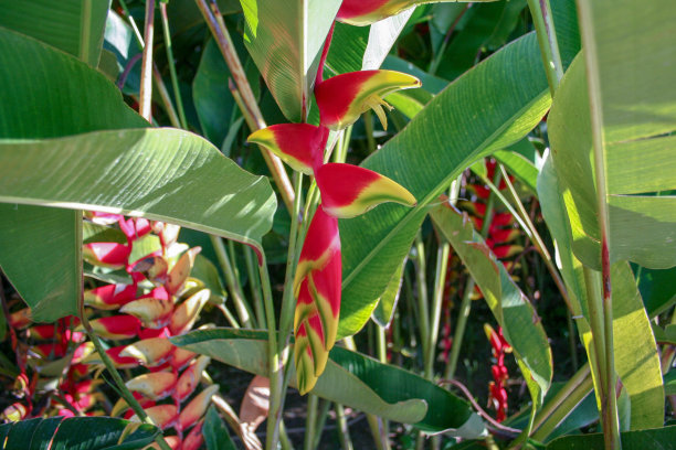 海里康属植物图片下载