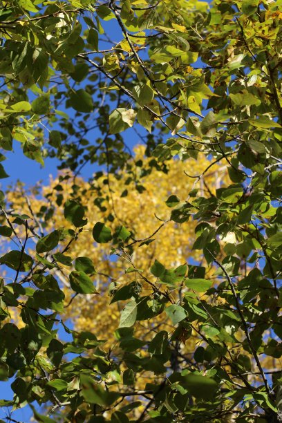 秋天黄绿色的叶子叶子背景白杨树顶部与明亮的蓝色清澈的天空图片下载