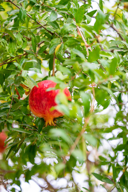 树枝上成熟的石榴果实图片下载