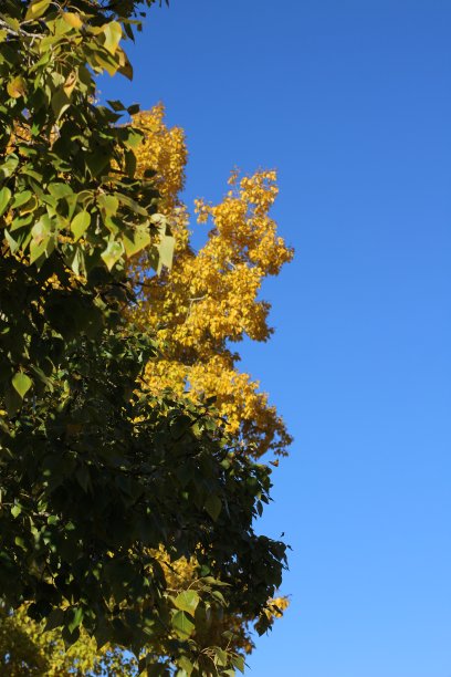 秋天黄绿色的叶子背景孤立的杨树的颜色叶片与明亮的蓝色清澈的天空图片下载