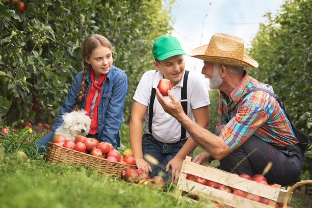 孙子和爷爷在苹果园工作图片下载