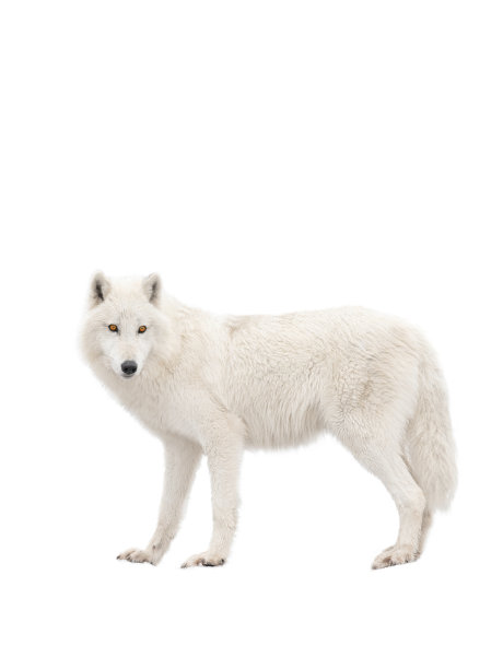 极地狼孤立在一个白色图片下载