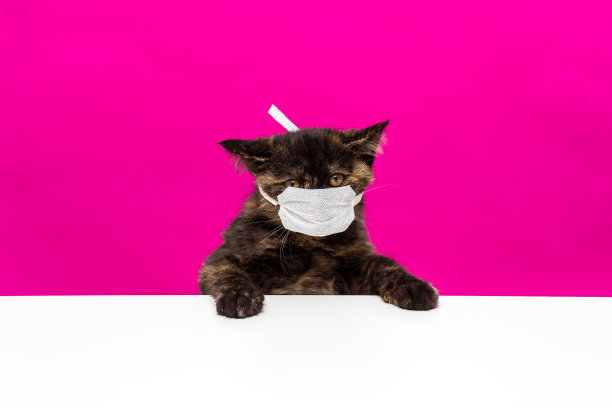 苏格兰直短毛母猫带着冠状病毒面具向上移动图片下载