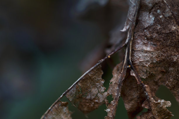 森林中腐烂的树叶图片下载