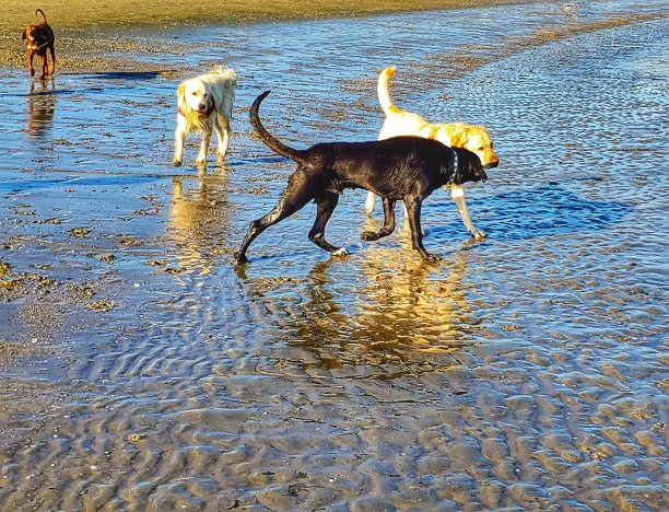 在海滩上玩耍的狗图片下载