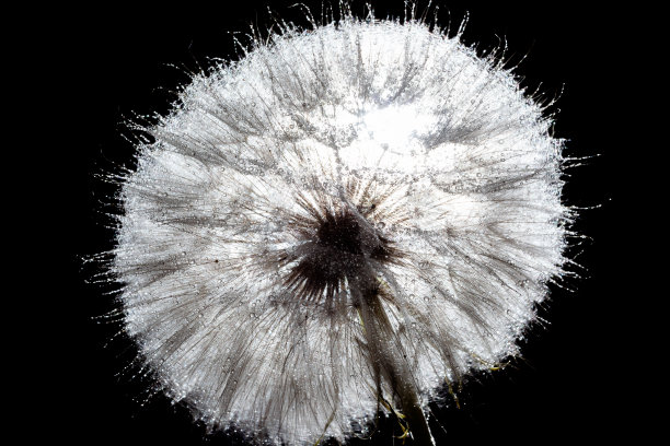 黑色背景上的大蒲公英图片下载