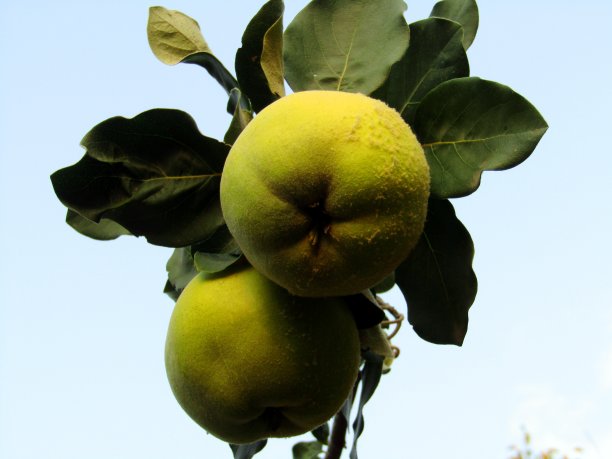 在树枝上的榅桲果实图片下载