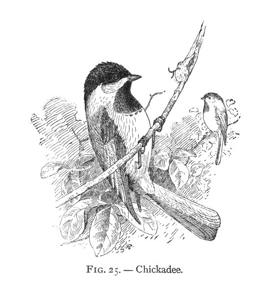 古董雕刻插图，一对山雀图片下载