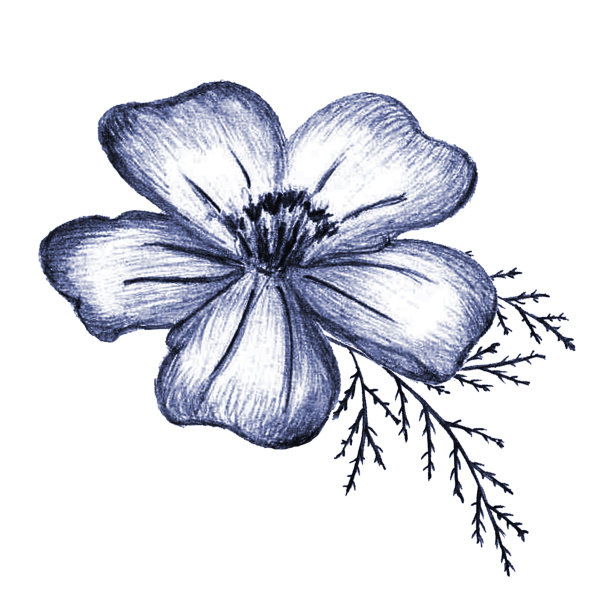 蓝色手绘孤立花。Thin-leaved金盏花草图。图片下载