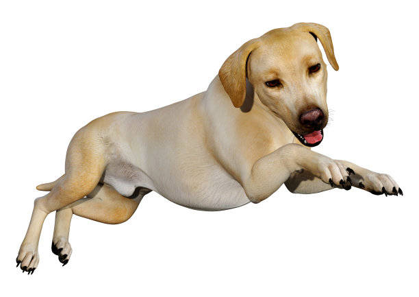 3D插图拉布拉多狗在白色图片下载