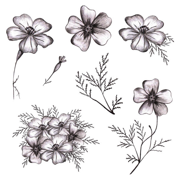 一套黑白手绘花。Thin-leaved金盏花草图。图片下载