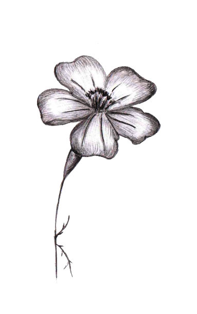 黑白手绘花。Thin-leaved金盏花草图。图片下载