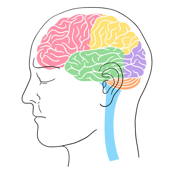 人的头部轮廓与大脑图片下载