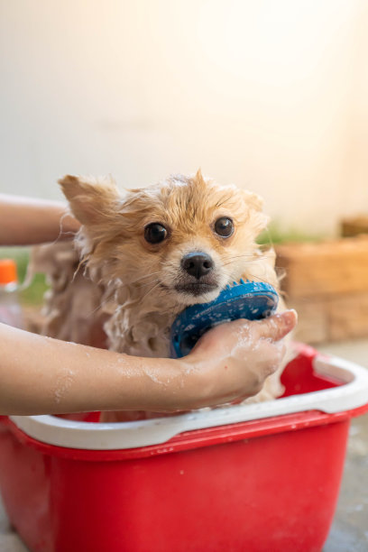 博美犬或小型犬种由主人洗澡，站在放在水泥地板上的蓝色桶里图片下载