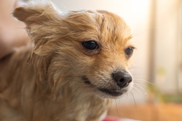 博美犬或小型犬种由主人洗澡，站在放在水泥地板上的蓝色桶里图片下载