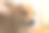 博美犬或小型犬种由主人洗澡，站在放在水泥地板上的蓝色桶里图片下载