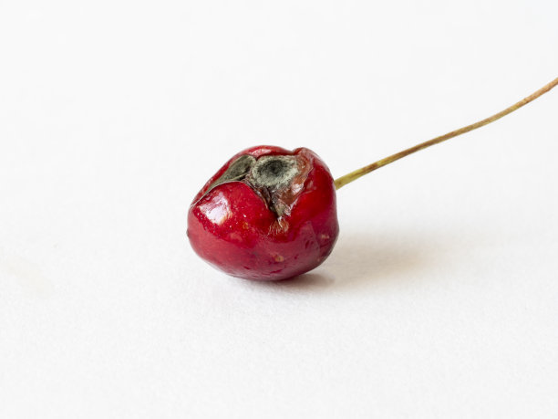 白色背景上孤立的腐烂樱桃。过期的水果，粘土，变质的食物图片下载