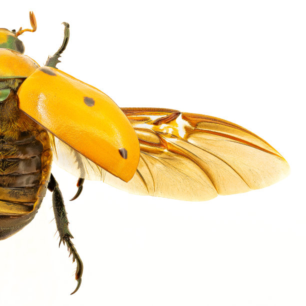 在昆虫收集物的白色背景上的葡萄藤甲虫图片下载