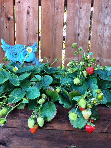 成熟的草莓挂在植株上图片下载