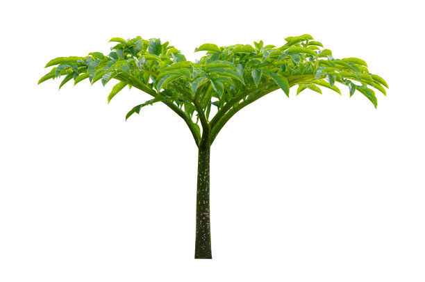 在白色背景上分离的魔芋植物图片下载