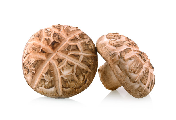 白底香菇图片下载