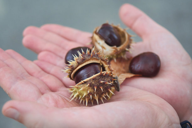 满手熟栗子图片下载