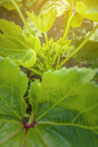 逆戟鲸，生长在野外的瓢虫图片下载