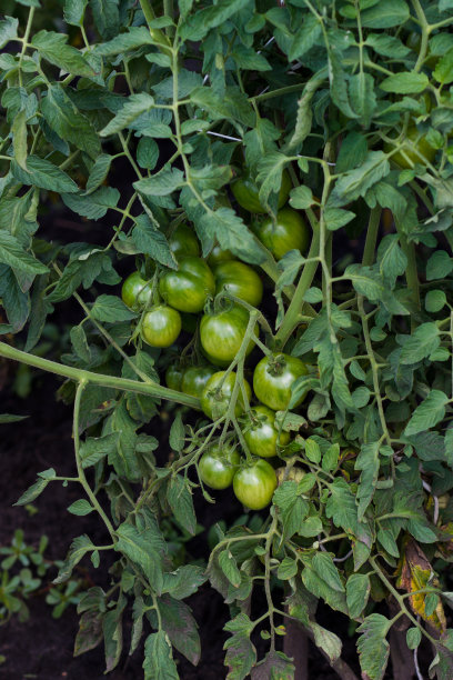 大番茄枝上的灌木图片下载