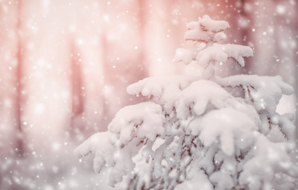 美丽的冷杉树被雪覆盖在冬天的森林里图片下载