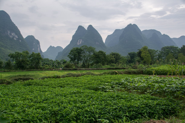 阳朔的稻田和喀斯特山脉图片下载
