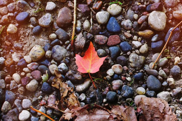 小红叶在岩石上图片下载