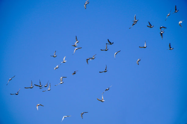 一群飞翔的鸽子带着照片在蓝天上飞翔图片下载