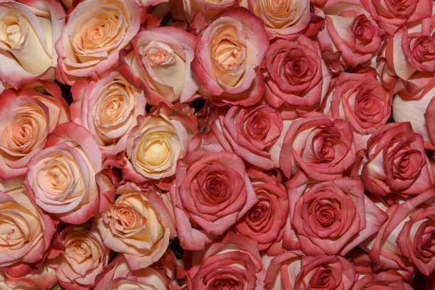 花束的背景。玫瑰。设计。关闭了。图片下载