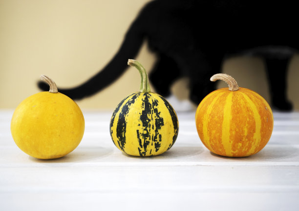 小南瓜和黑猫的背景。俯视图，Copyspace，万圣节概念。图片下载